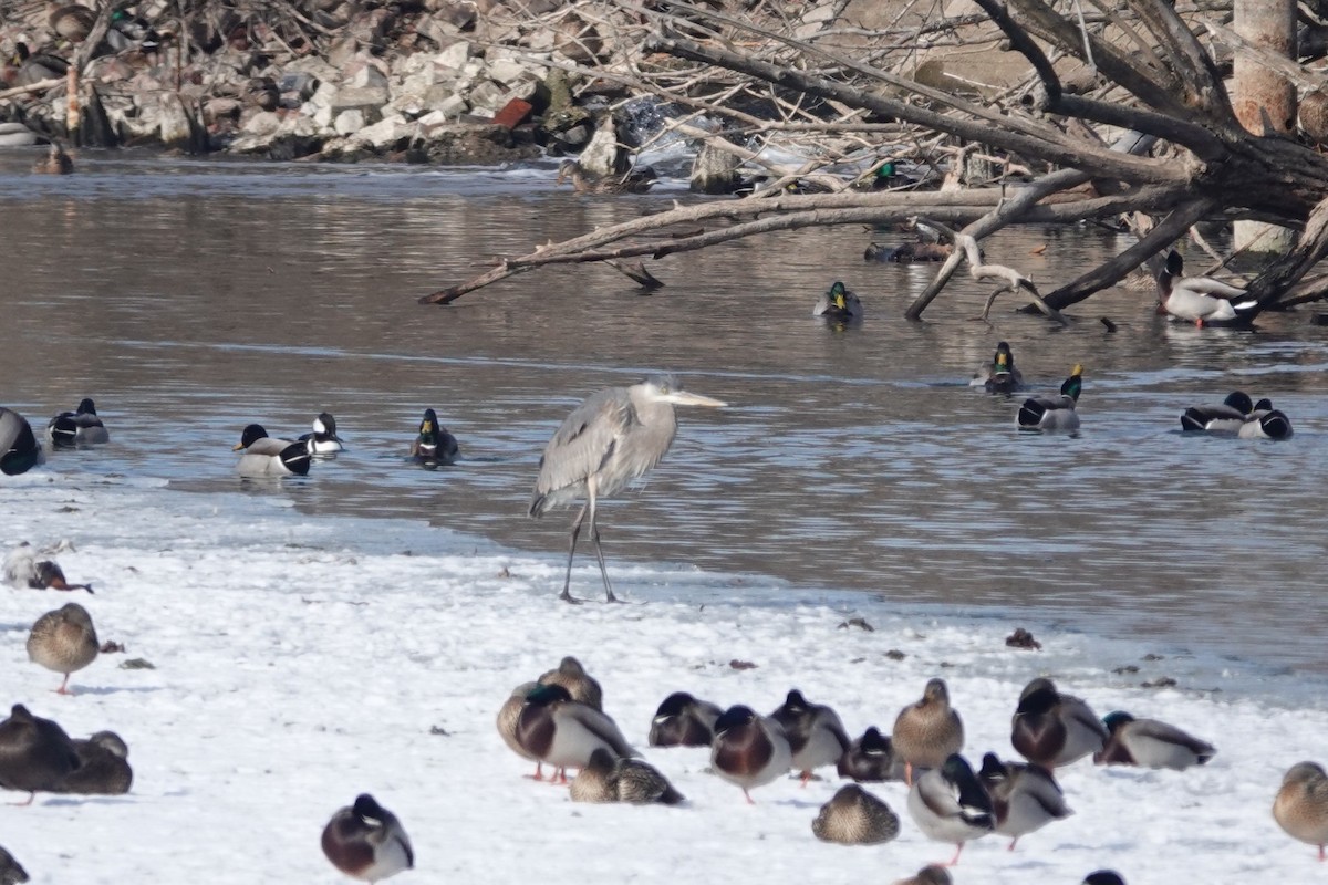 Great Blue Heron - ML650886406