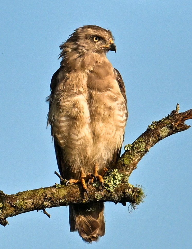 ミナミオビチュウヒワシ - ML650886410