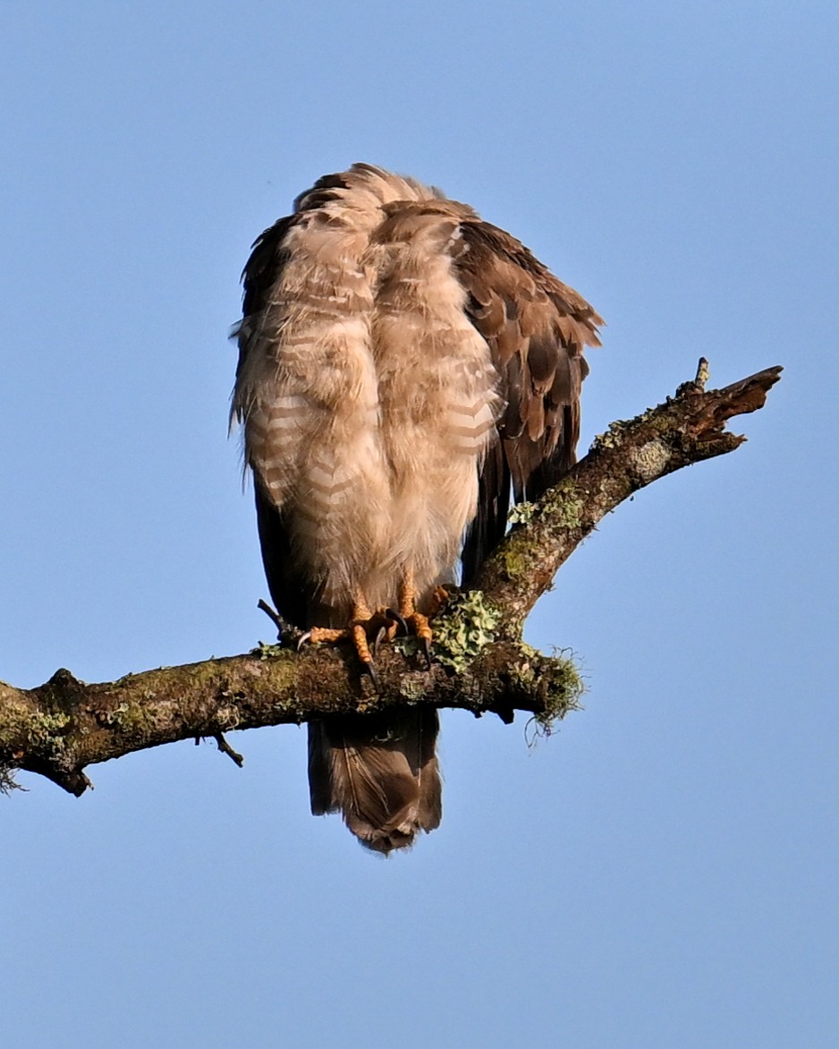 ミナミオビチュウヒワシ - ML650886412