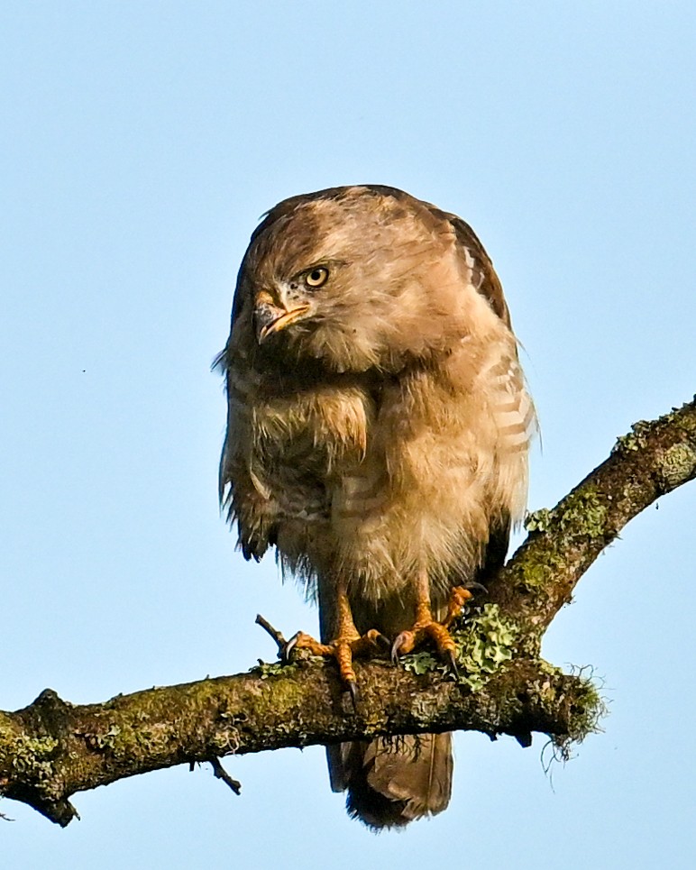 ミナミオビチュウヒワシ - ML650886413