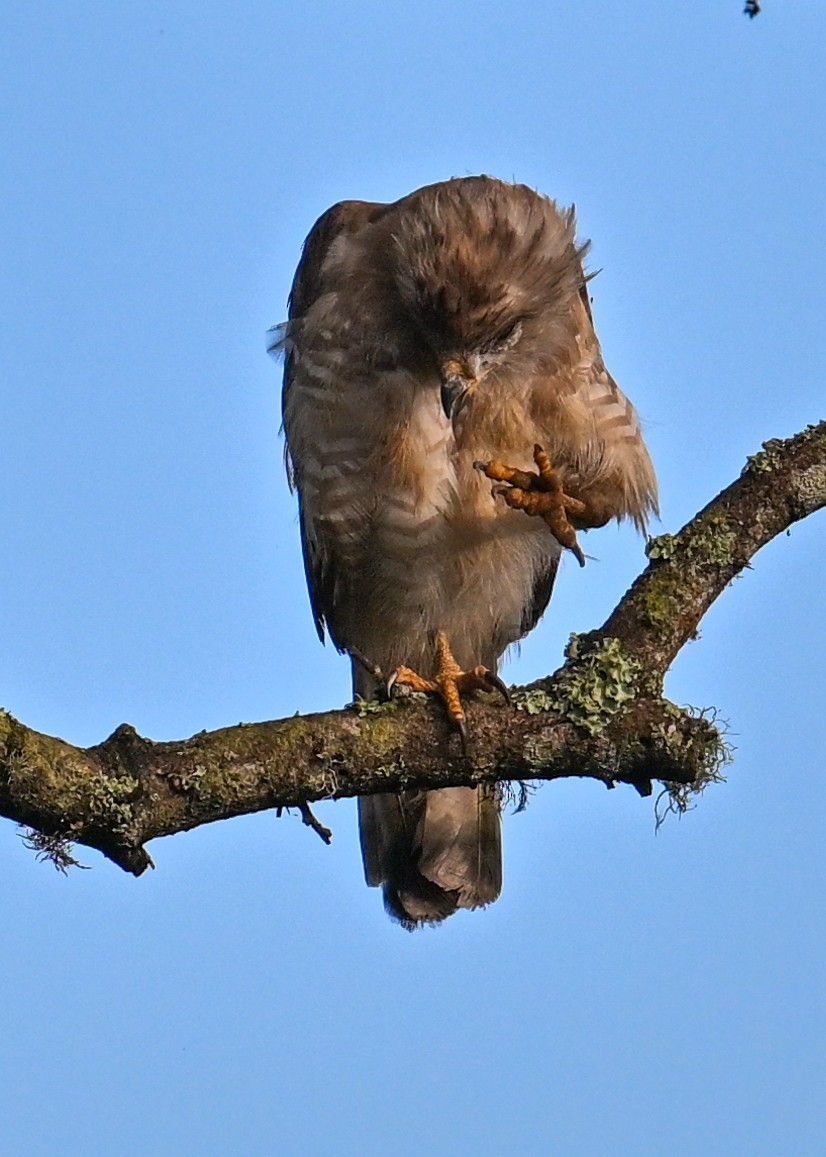 ミナミオビチュウヒワシ - ML650886414