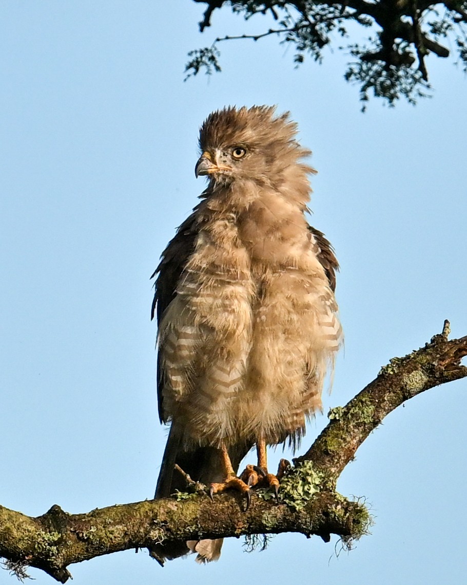 ミナミオビチュウヒワシ - ML650886415