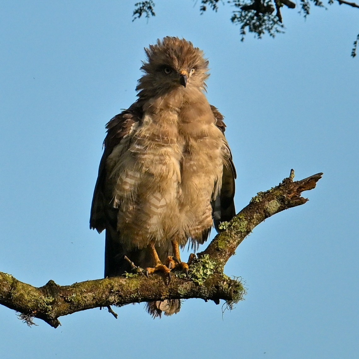 ミナミオビチュウヒワシ - ML650886417