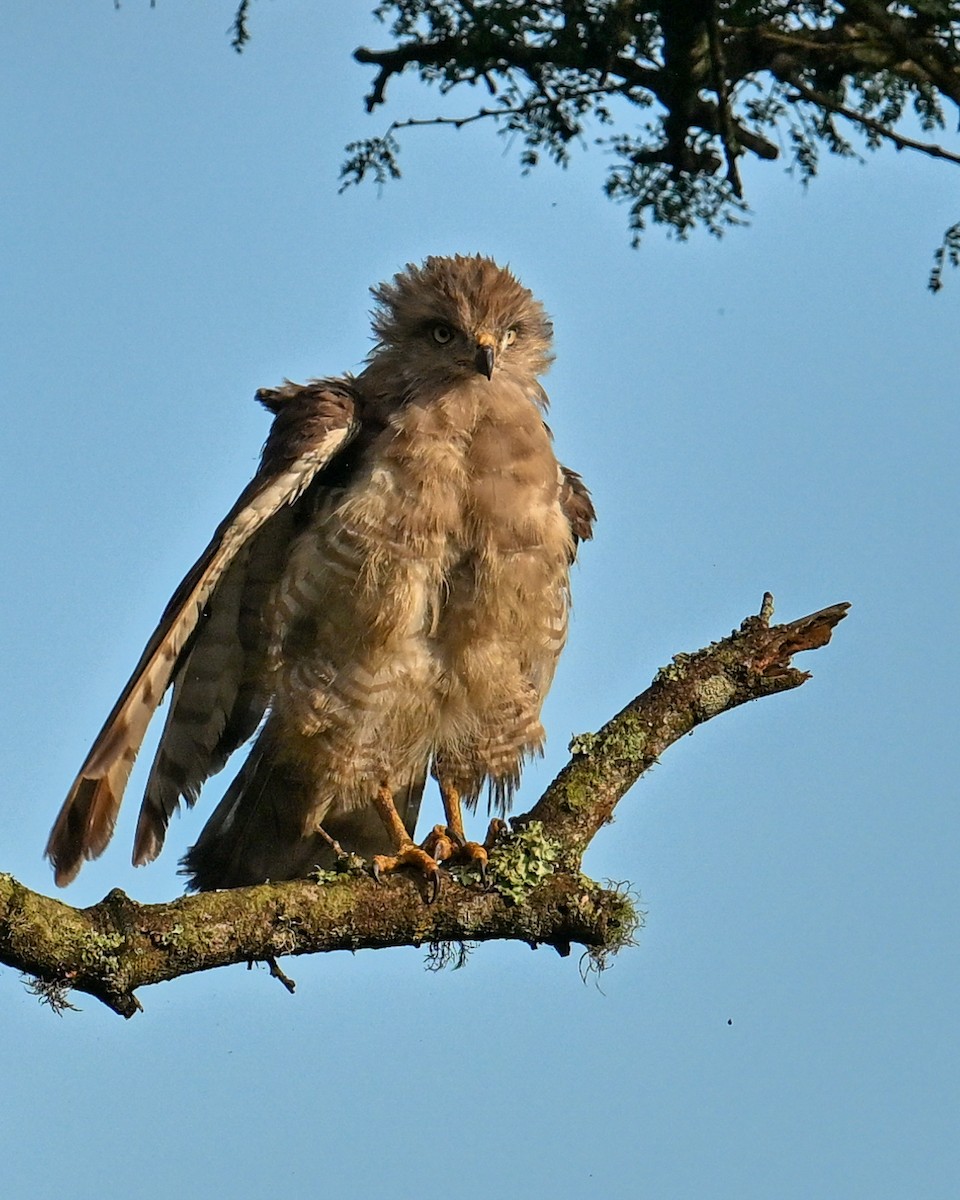 ミナミオビチュウヒワシ - ML650886418