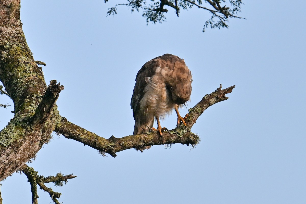 ミナミオビチュウヒワシ - ML650886420