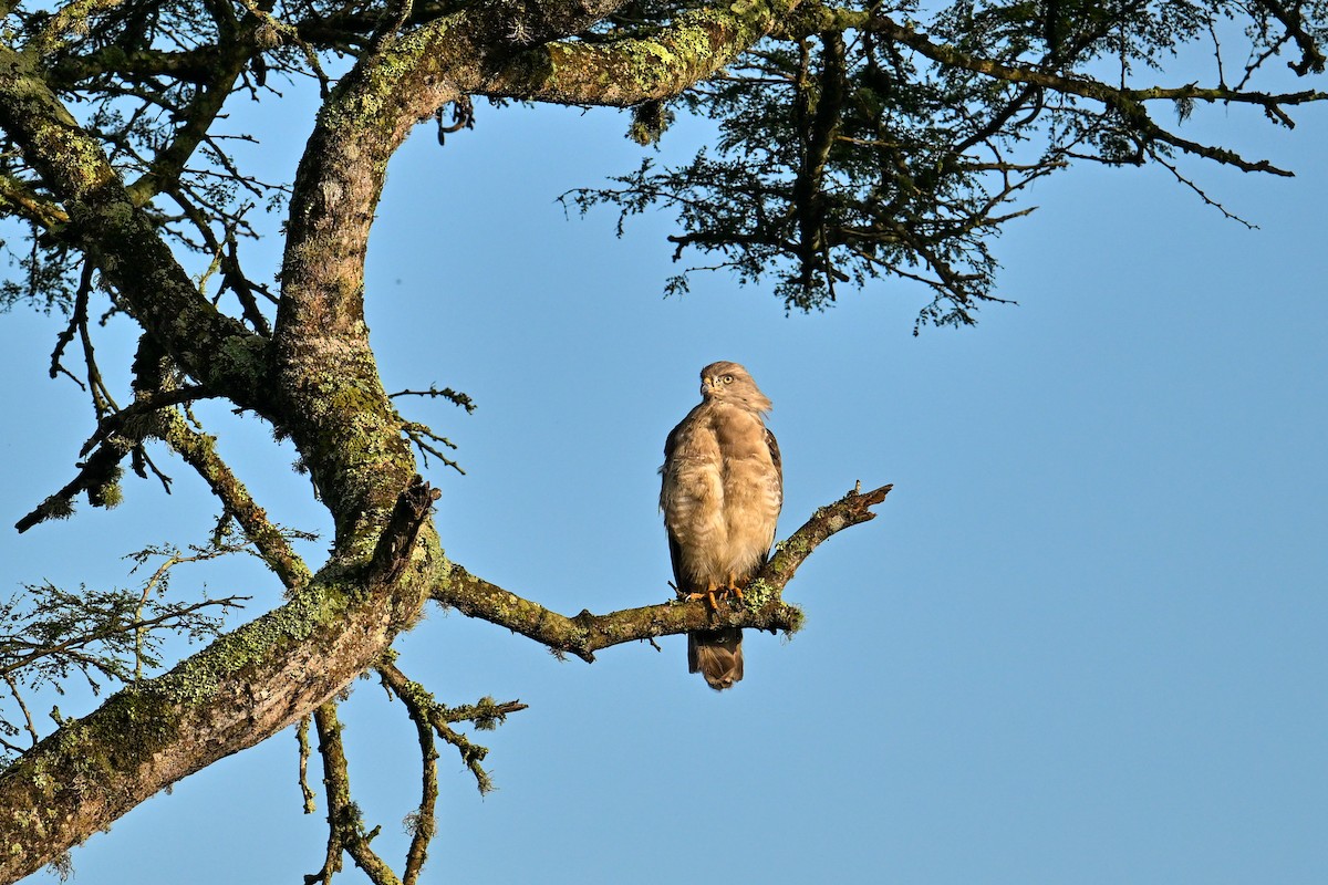 ミナミオビチュウヒワシ - ML650886421