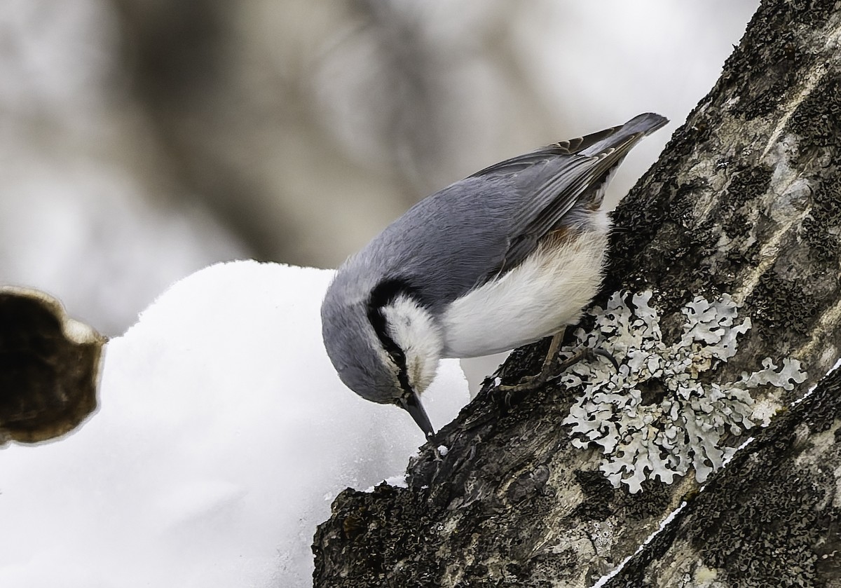 Eurasian Nuthatch (White-bellied) - ML650886454