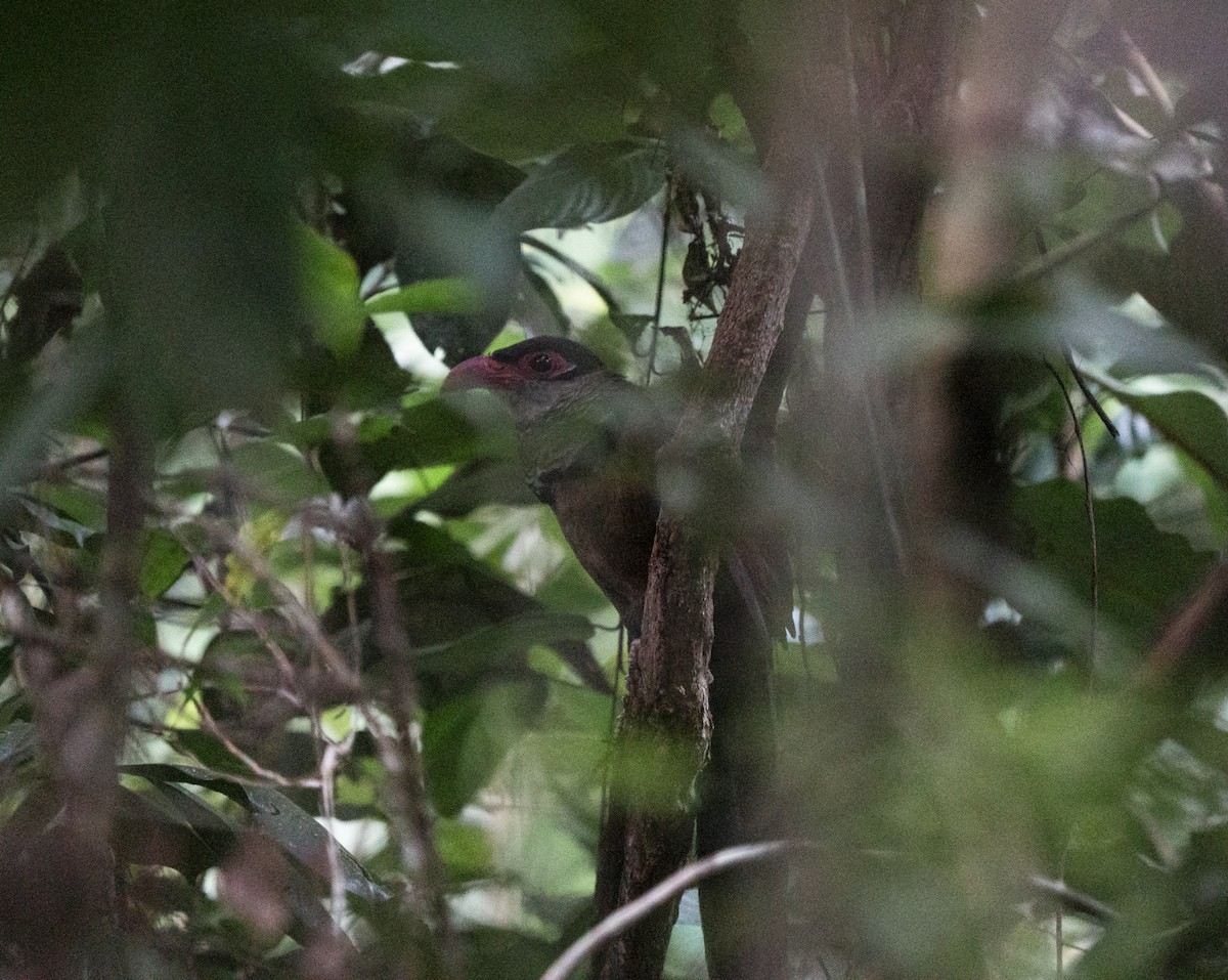 Rotschnabel-Grundkuckuck - ML650886571