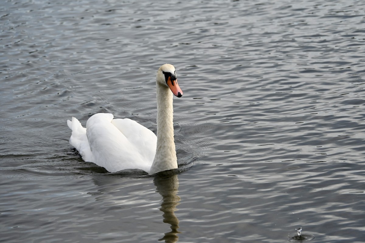 Mute Swan - ML650886602