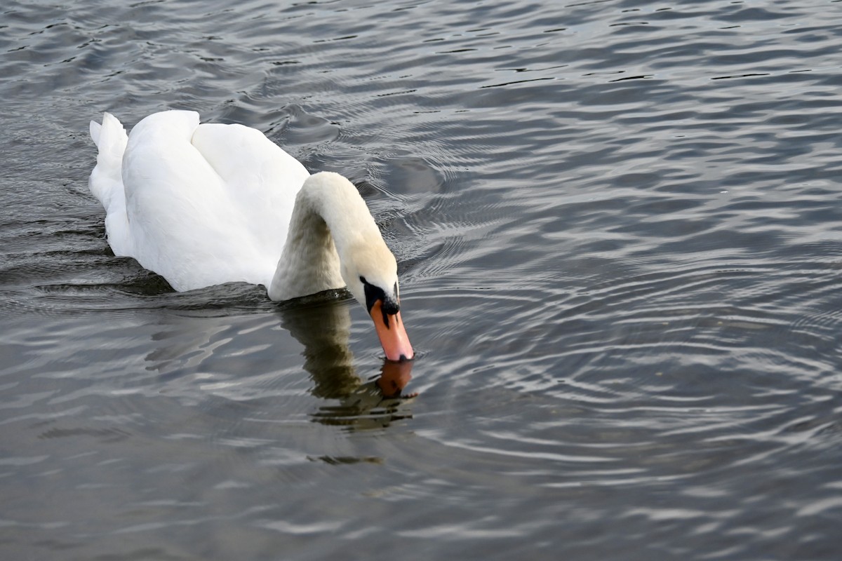 Mute Swan - ML650886603