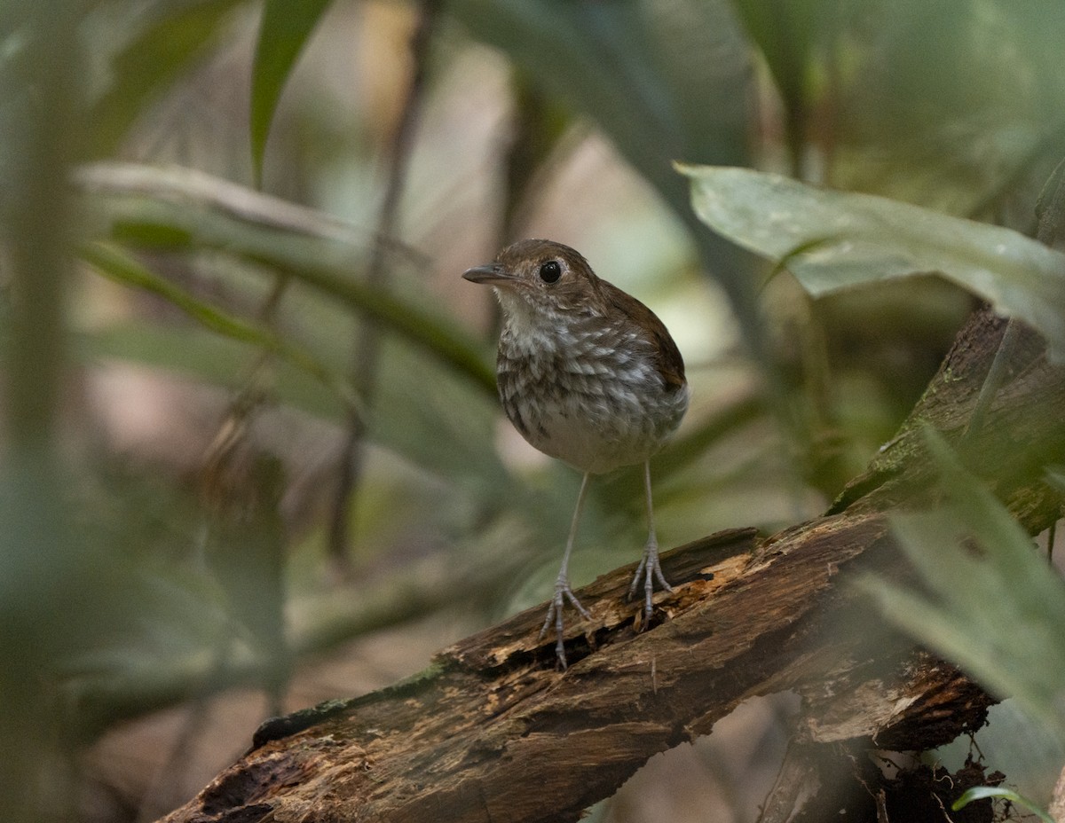 Strichelbrust-Ameisenpitta - ML650886638