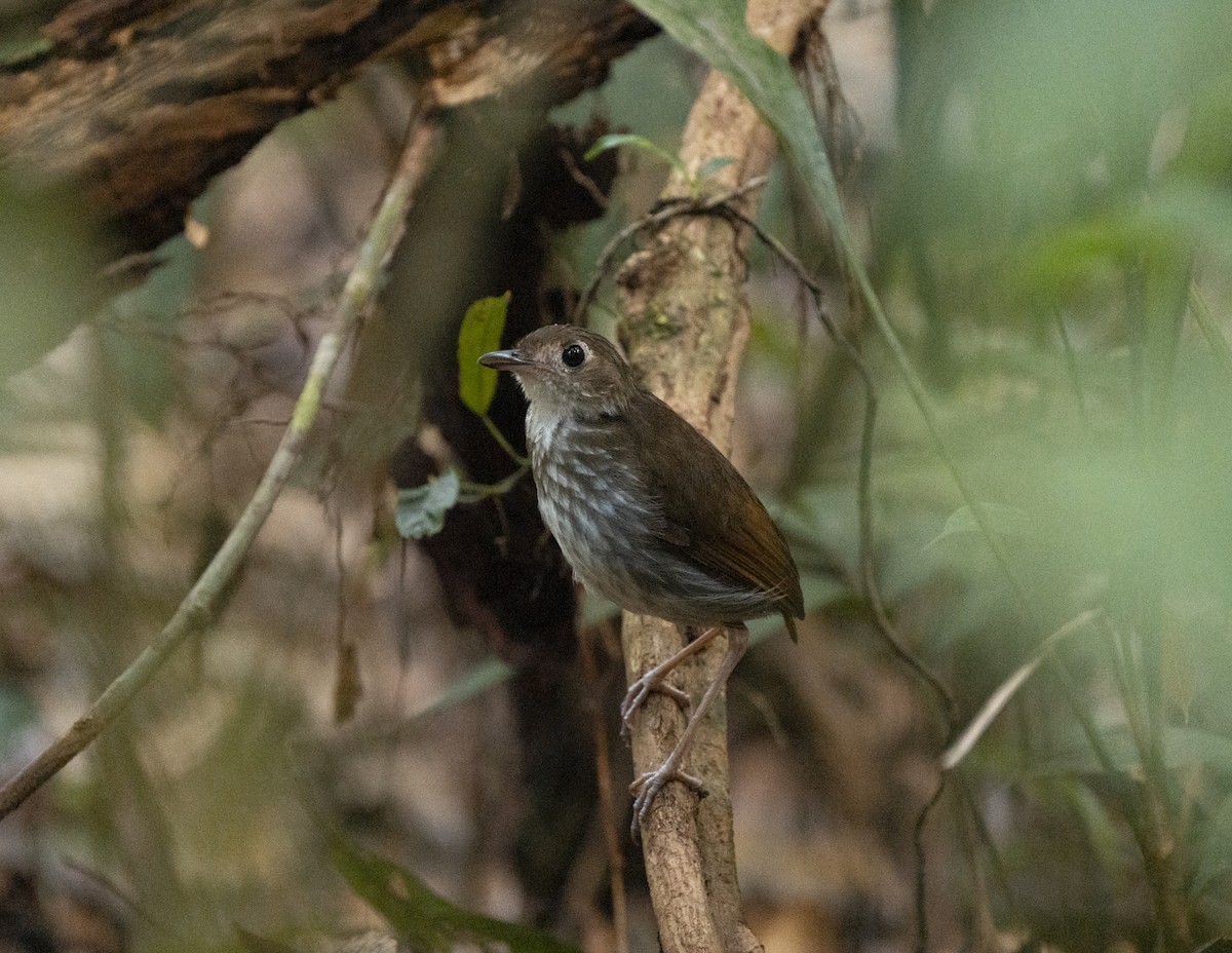 Strichelbrust-Ameisenpitta - ML650886640