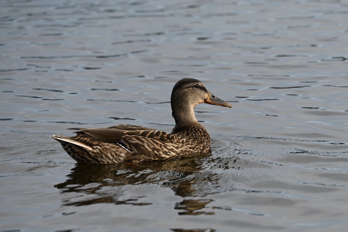 Mallard - ML650886642