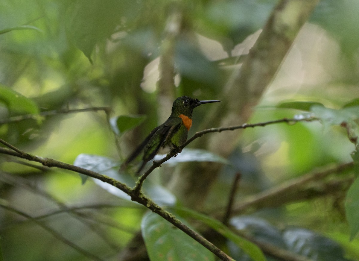 Rotbrust-Brillantkolibri - ML650886662