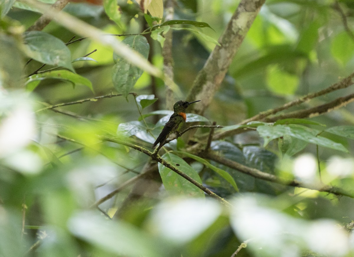 Rotbrust-Brillantkolibri - ML650886663