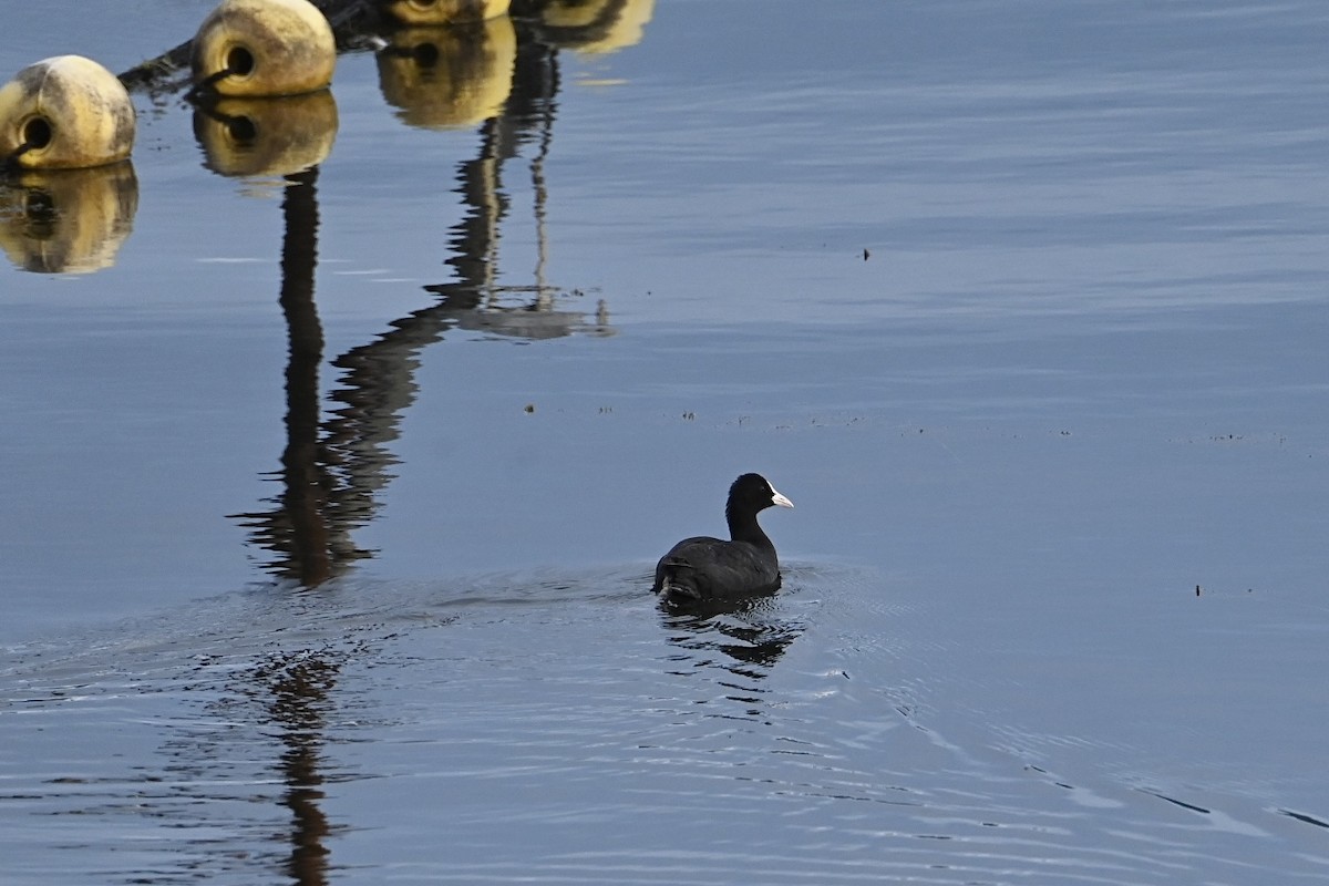 Eurasian Coot - ML650886680