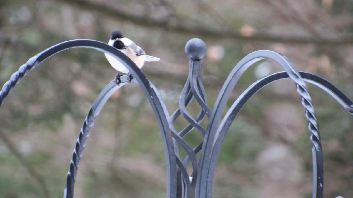 Black-capped Chickadee - ML650886710