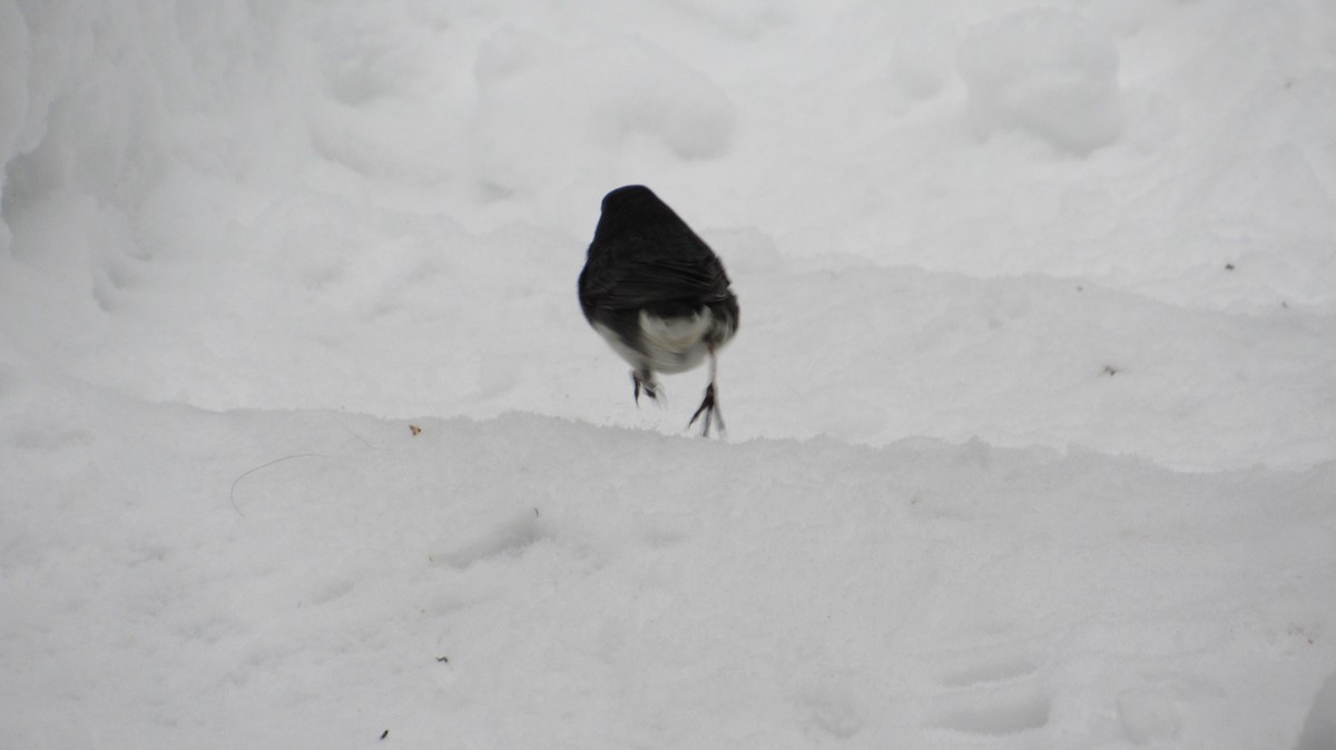 יונקו כהה-עין - ML650886732
