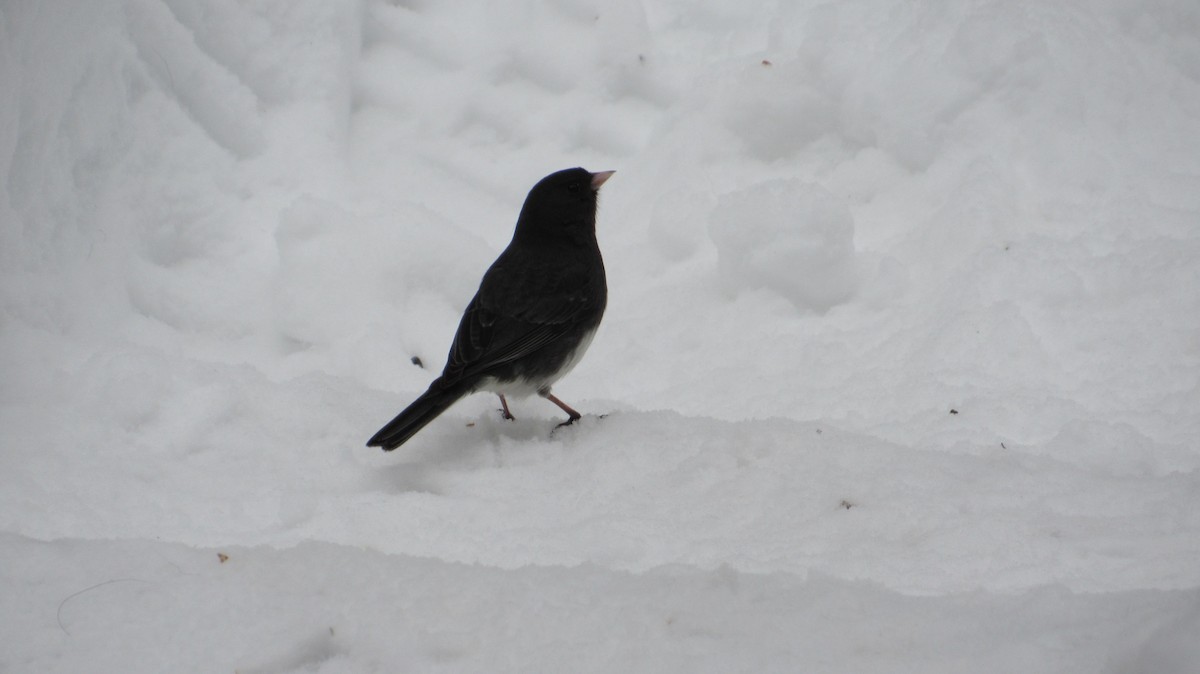 יונקו כהה-עין - ML650886733