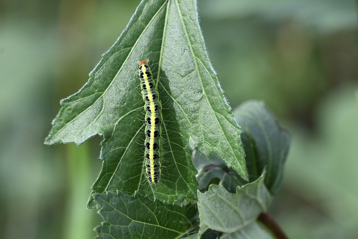 Transverse moth - ML650886750