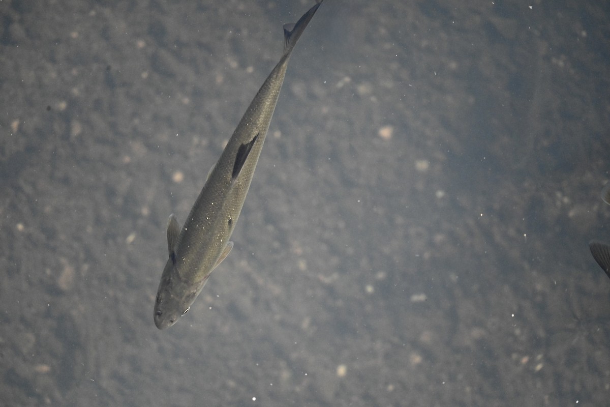 Japanese Dace - ML650886751