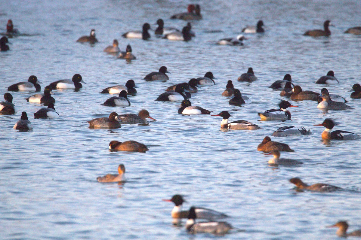 Greater Scaup - ML650887073