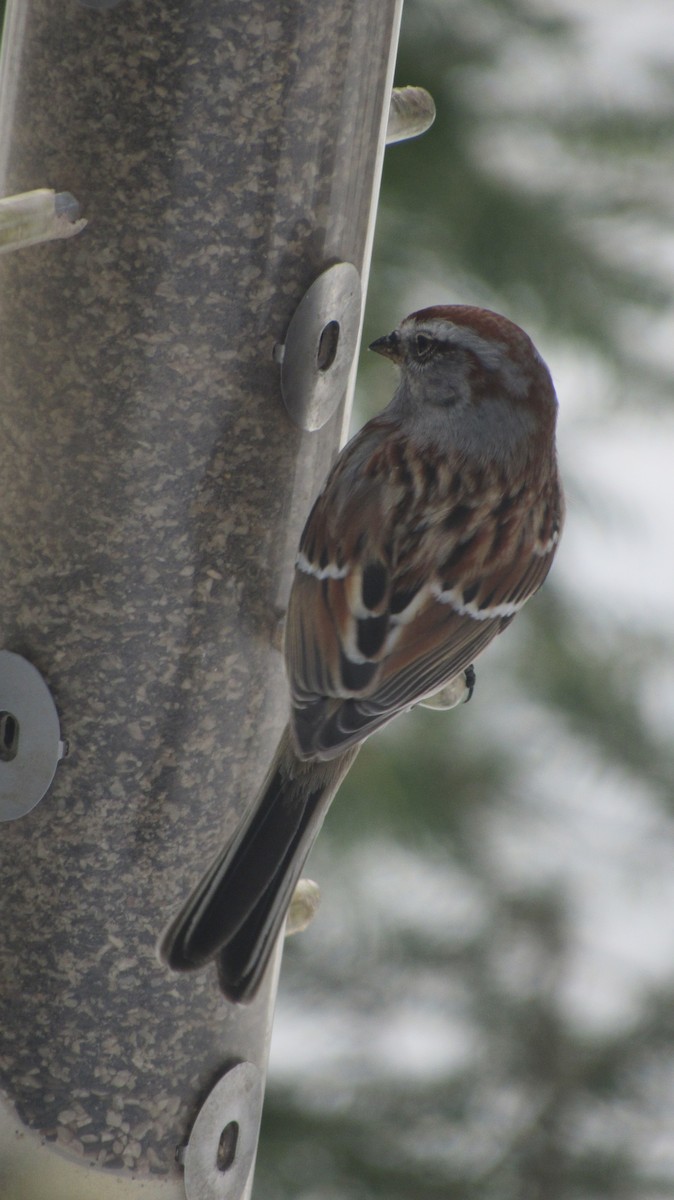 American Tree Sparrow - ML650887102