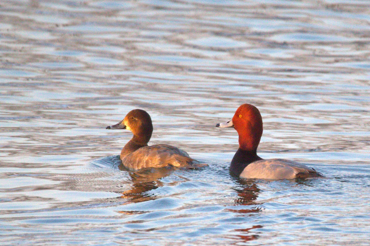 Redhead - ML650887117