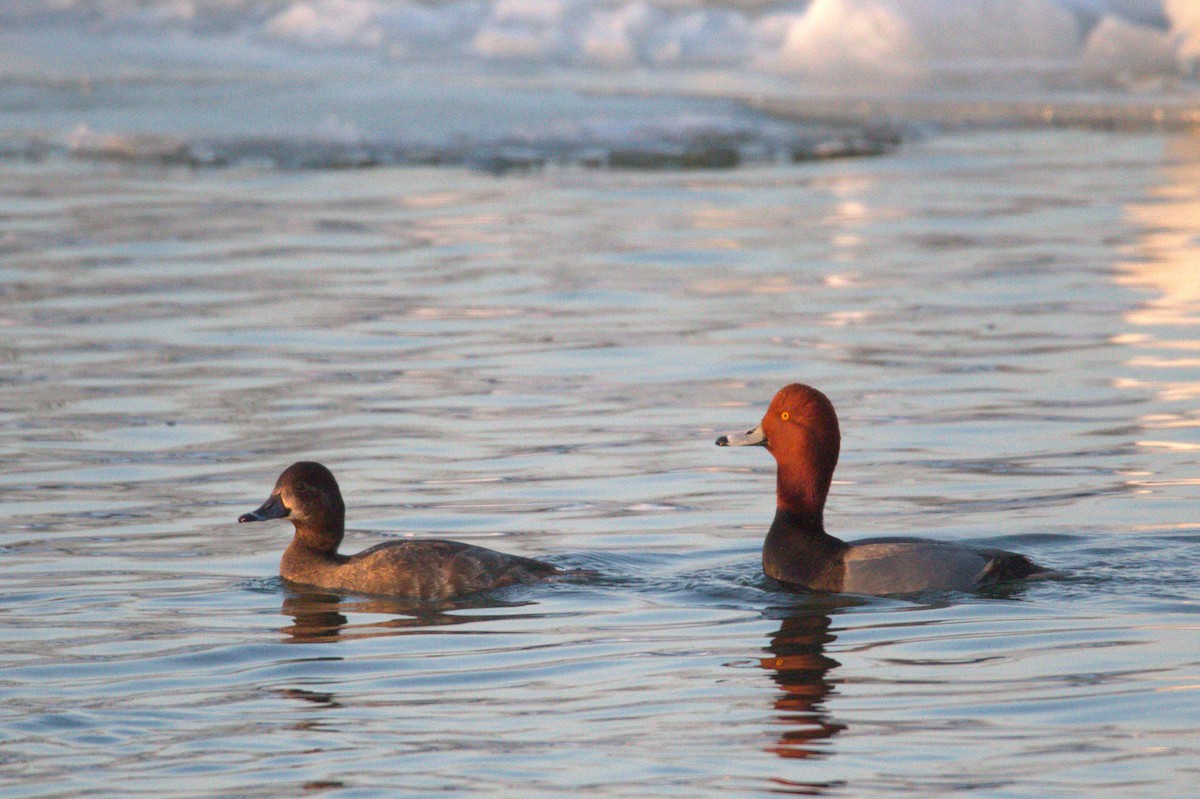 Redhead - ML650887118