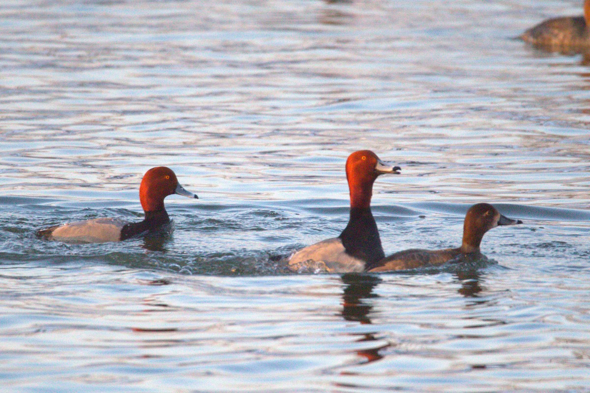 Redhead - ML650887119