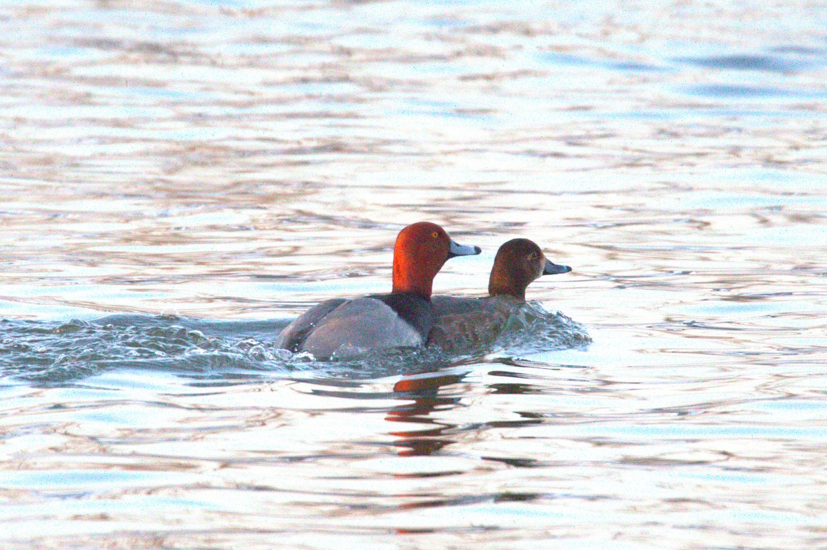 Redhead - ML650887120