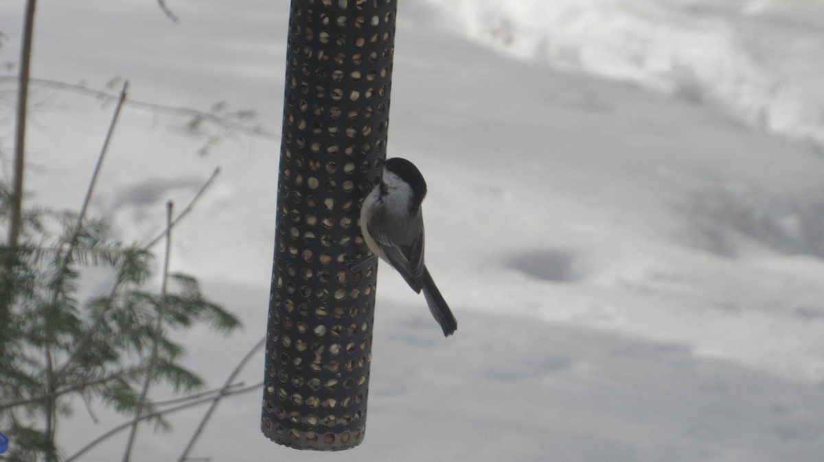 Black-capped Chickadee - ML650887121