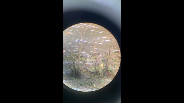 Gray Wagtail - ML650887133