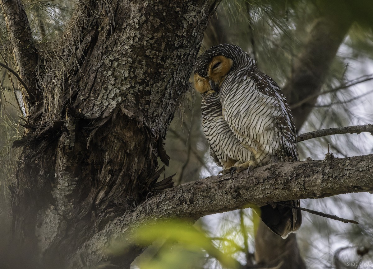 Spotted Wood-Owl - ML650887143