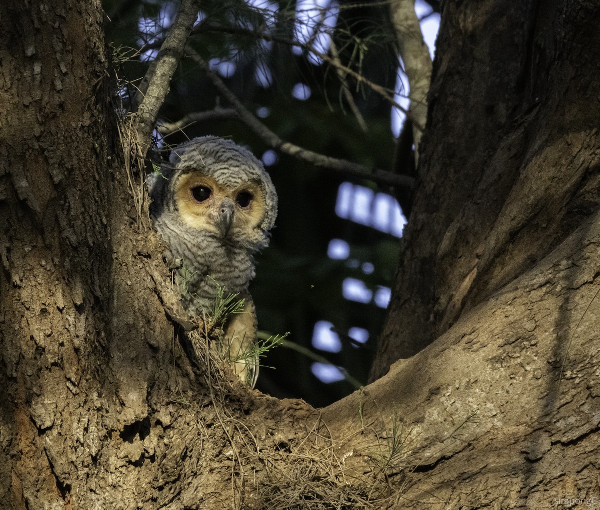 Spotted Wood-Owl - ML650887144