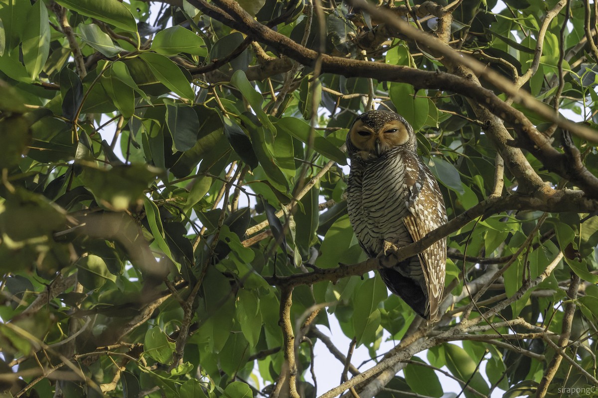 Spotted Wood-Owl - ML650887145