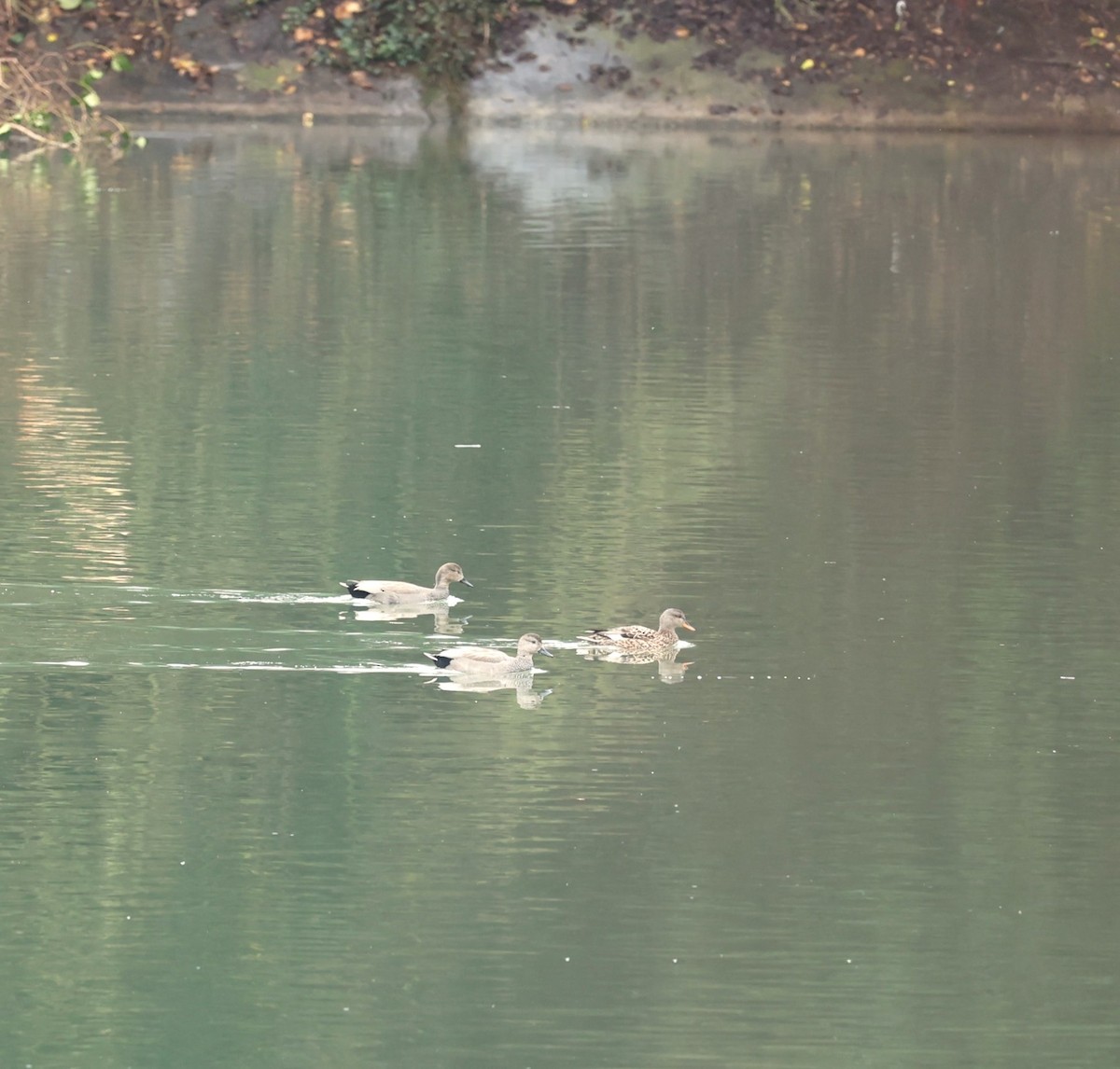 Ánade Friso - ML650887198