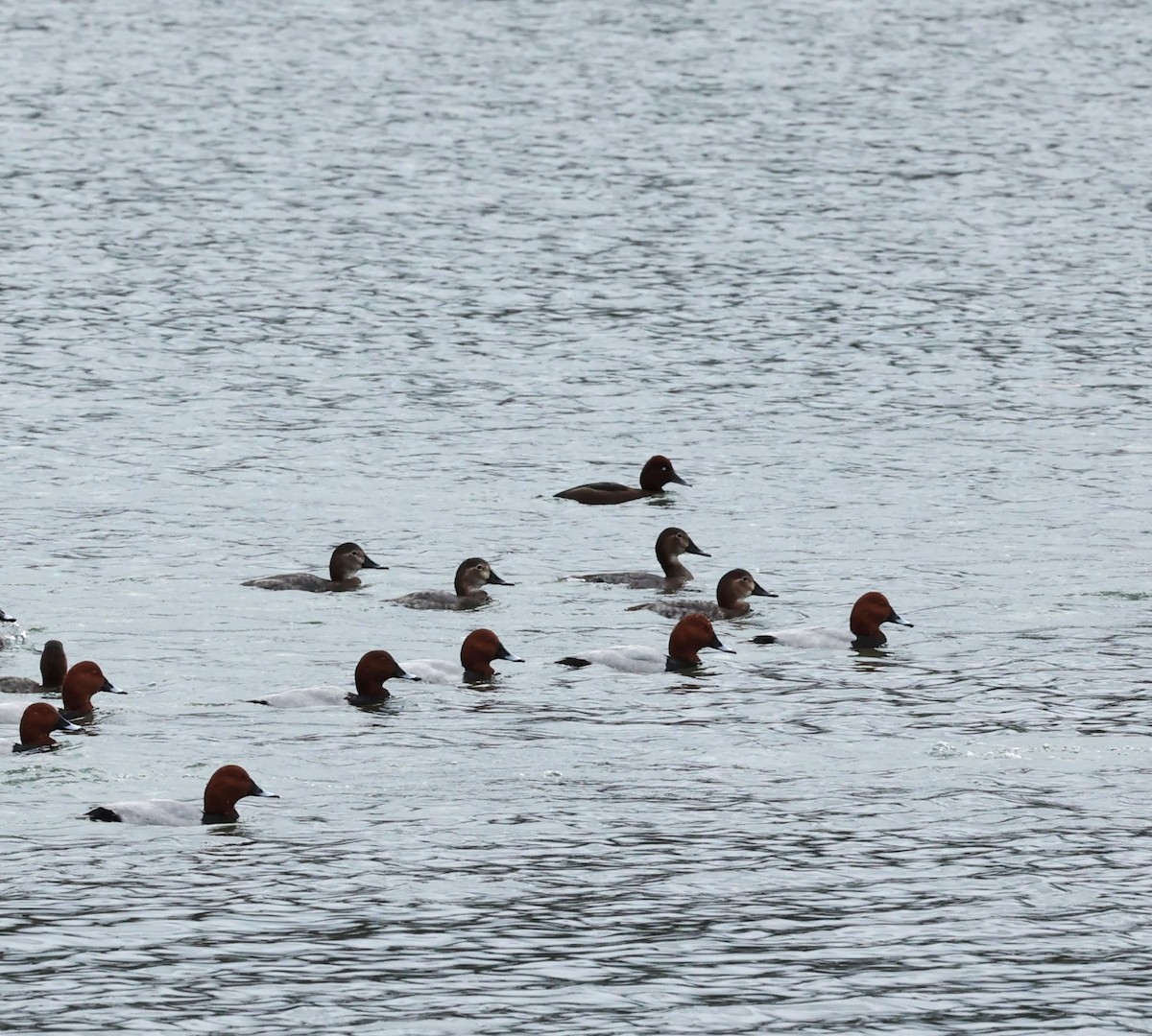 Porrón Pardo - ML650887214