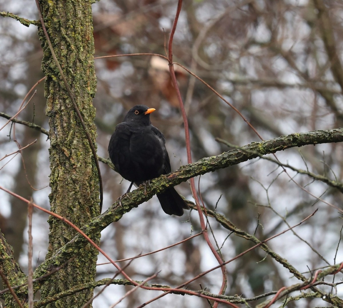 Mirlo Común - ML650887402