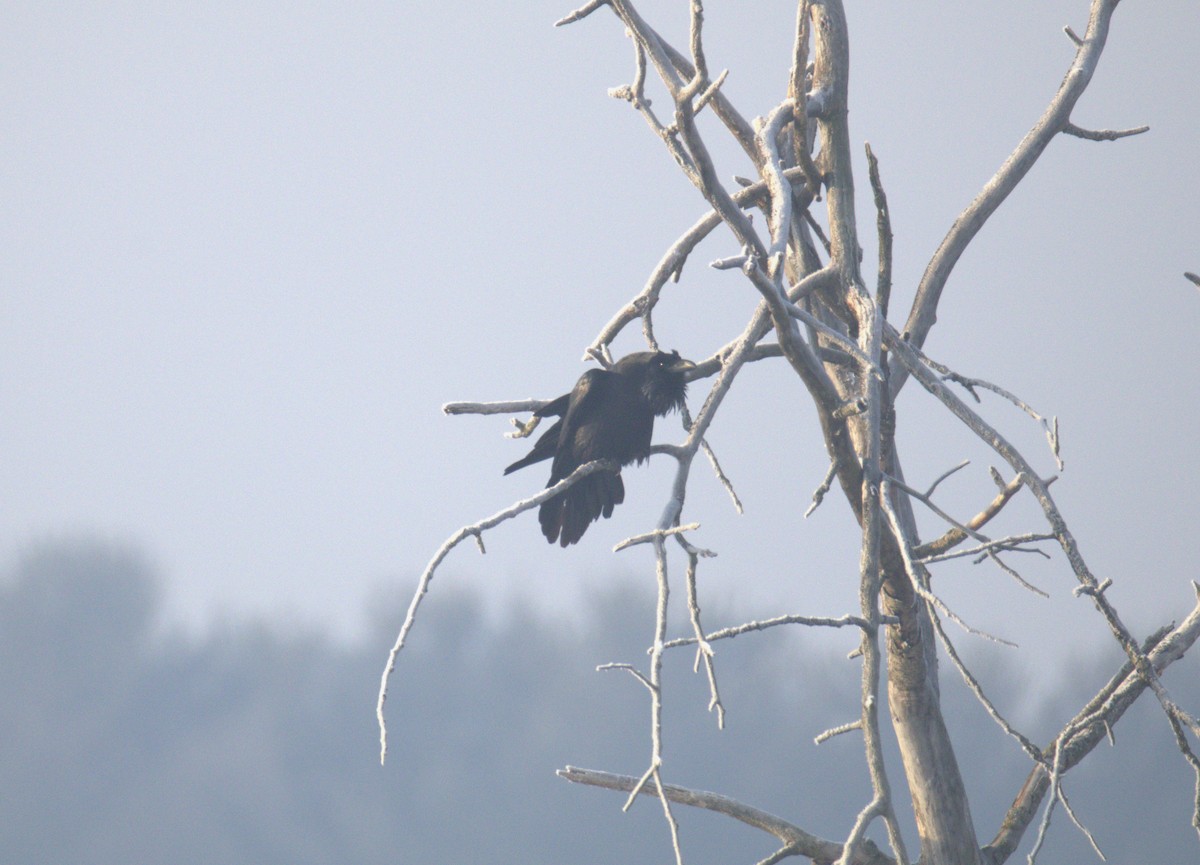 Common Raven - ML650887449