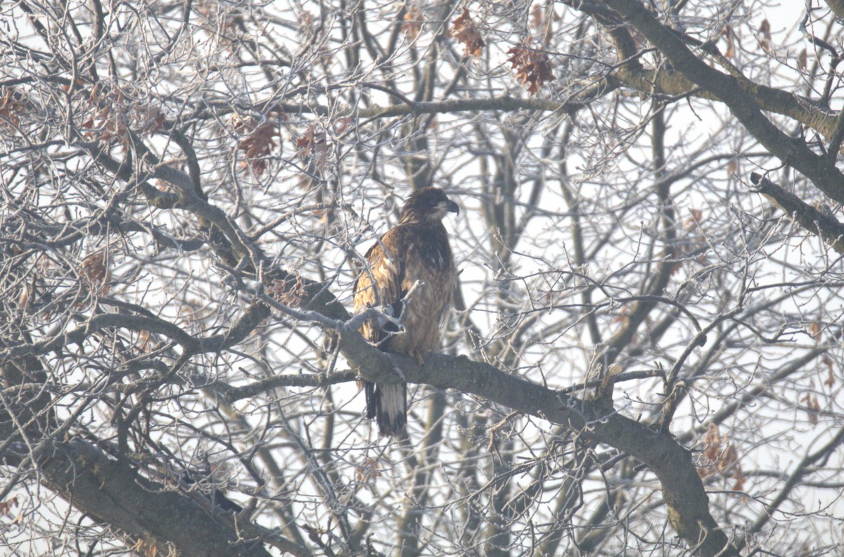 Bald Eagle - ML650887457