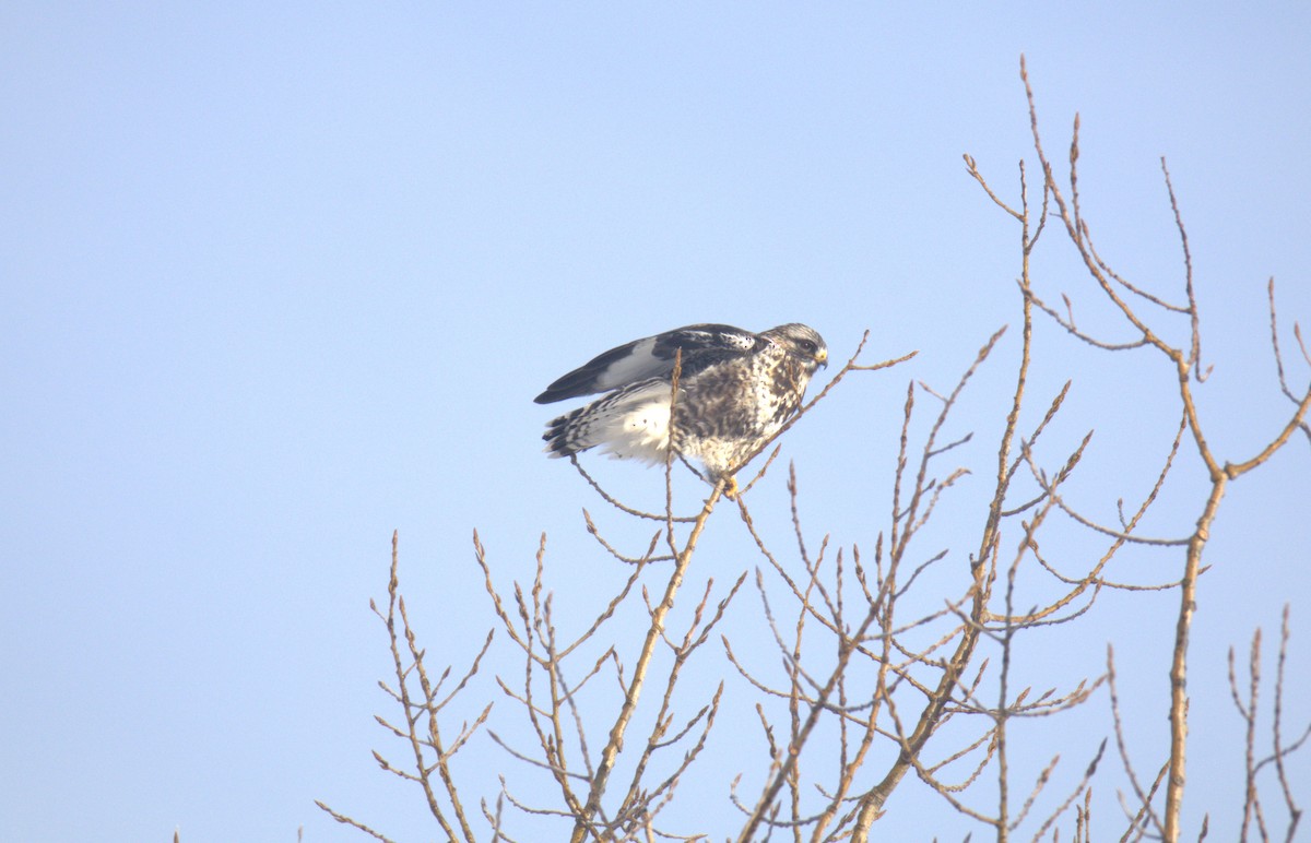 Rough-legged Hawk - ML650887475