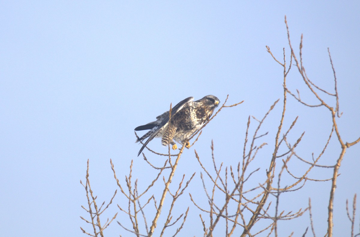 Rough-legged Hawk - ML650887482
