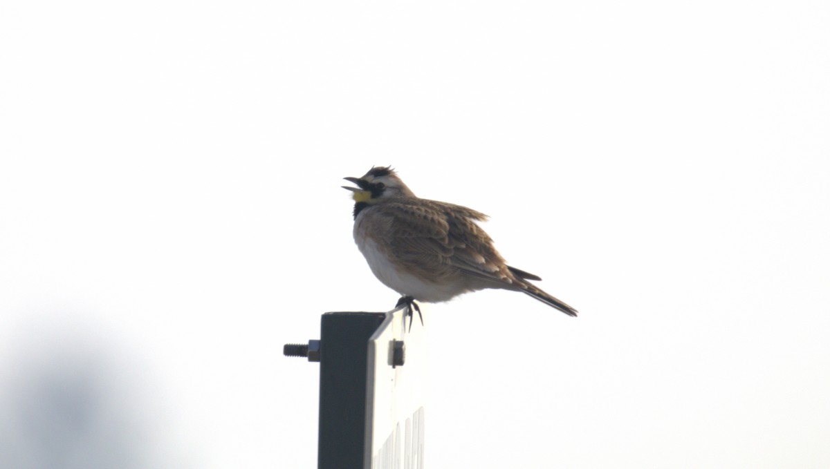 Horned Lark - ML650887520