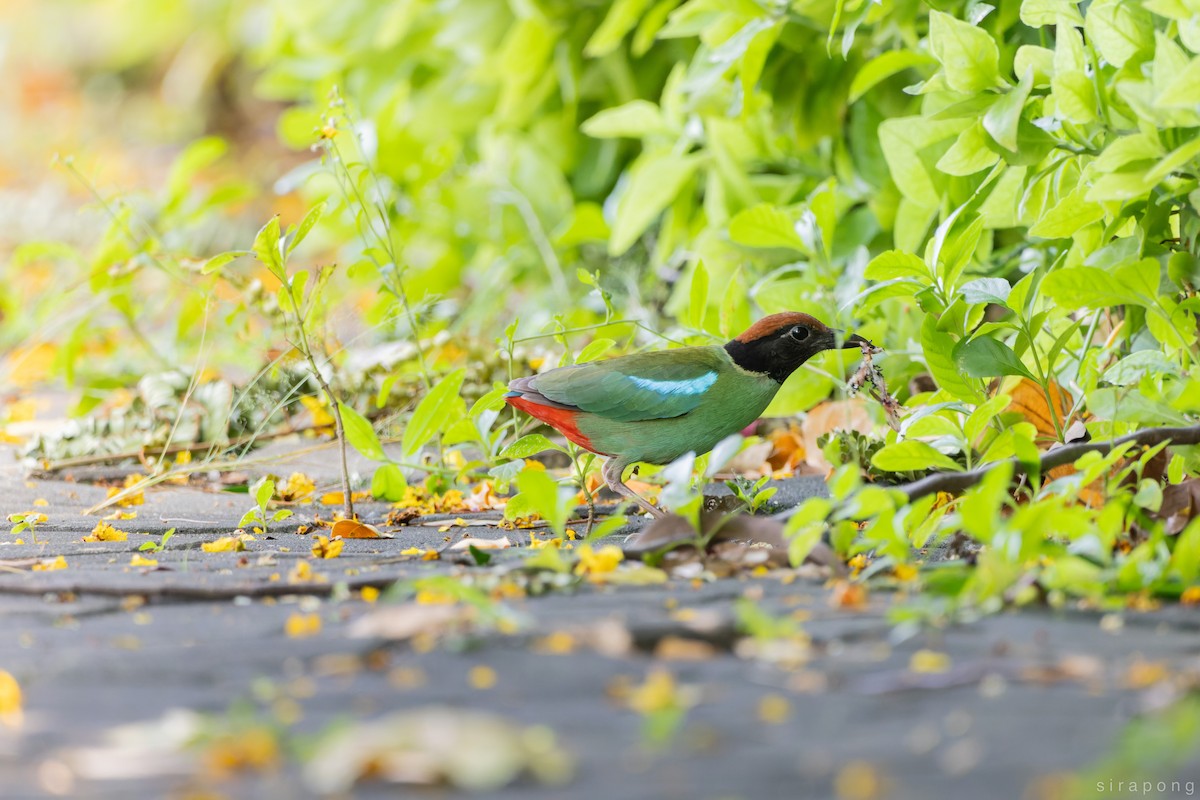 Western Hooded Pitta - ML650887538