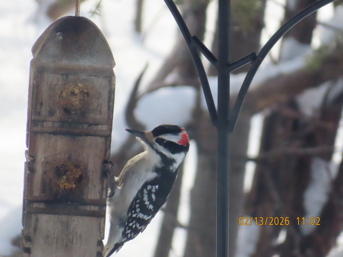 Hairy Woodpecker - ML650887612