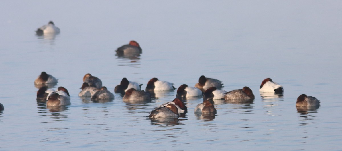 צולל ארוך-צוואר - ML650887613