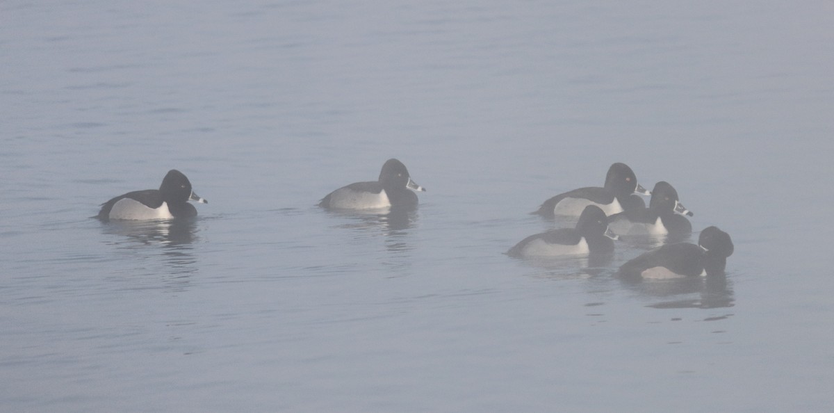 צולל צווארון - ML650887623