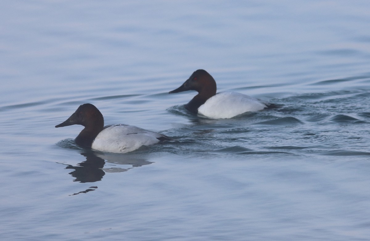 צולל ארוך-צוואר - ML650887708
