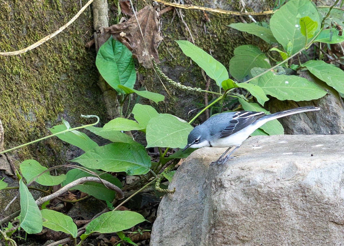 Mountain Wagtail - ML650887733